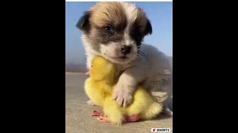 Baby animals some cuteness worked video