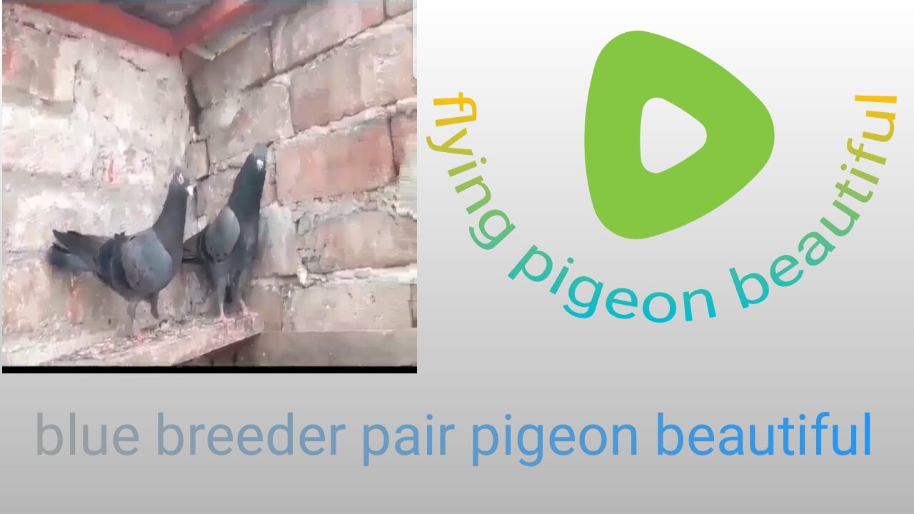 Flying Blue breeder pair pigeon