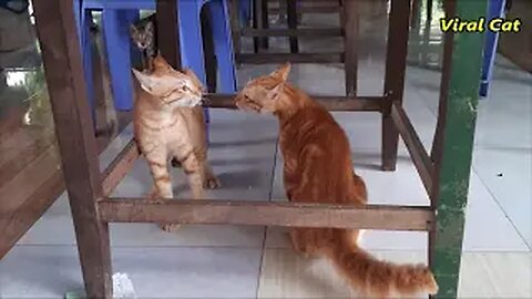 Cats Fighting and Meowing - These Two are Bloody Brothers | Viral Cat