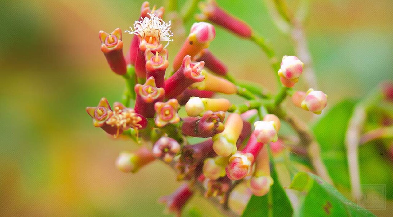 Cloves (Syzygium aromaticum)