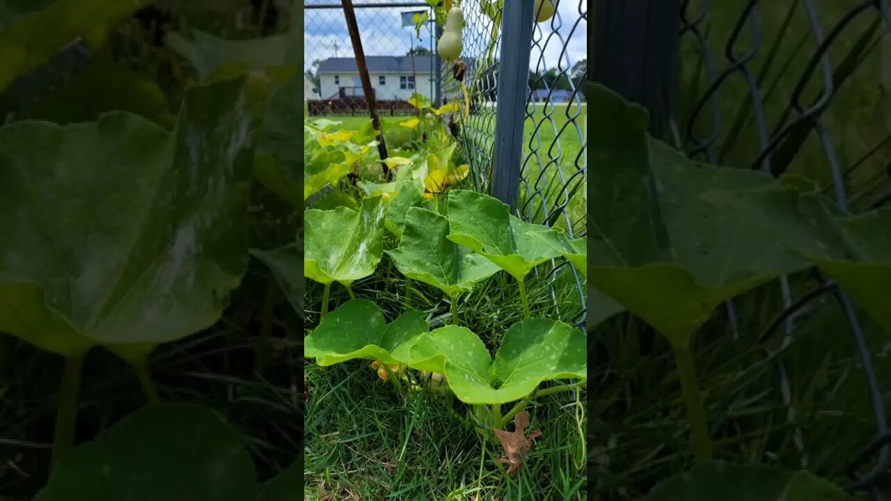 8 Week Squash