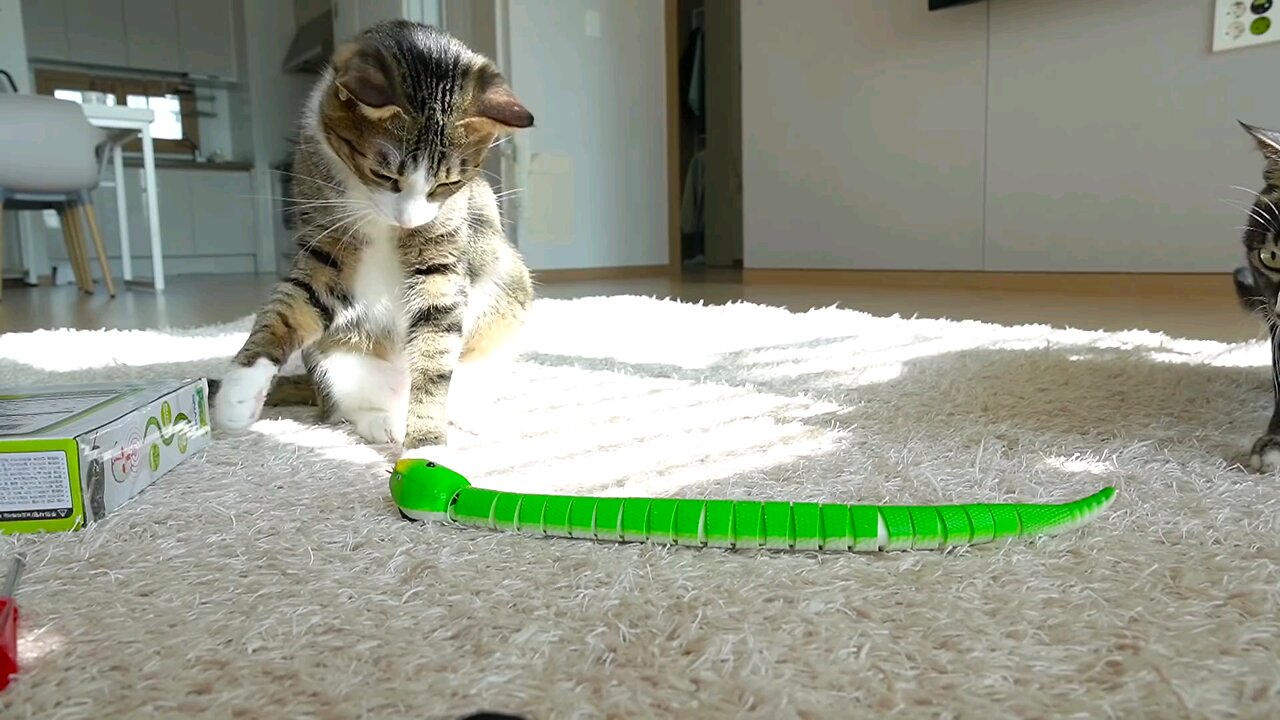 [ENG SUB] The funny reaction of cats who saw a toy snake