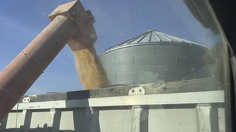 Corn Harvest filling trucks