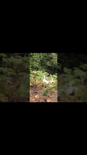 Camouflaged free range birds