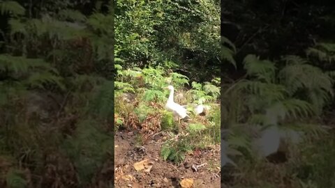 Camouflaged free range birds