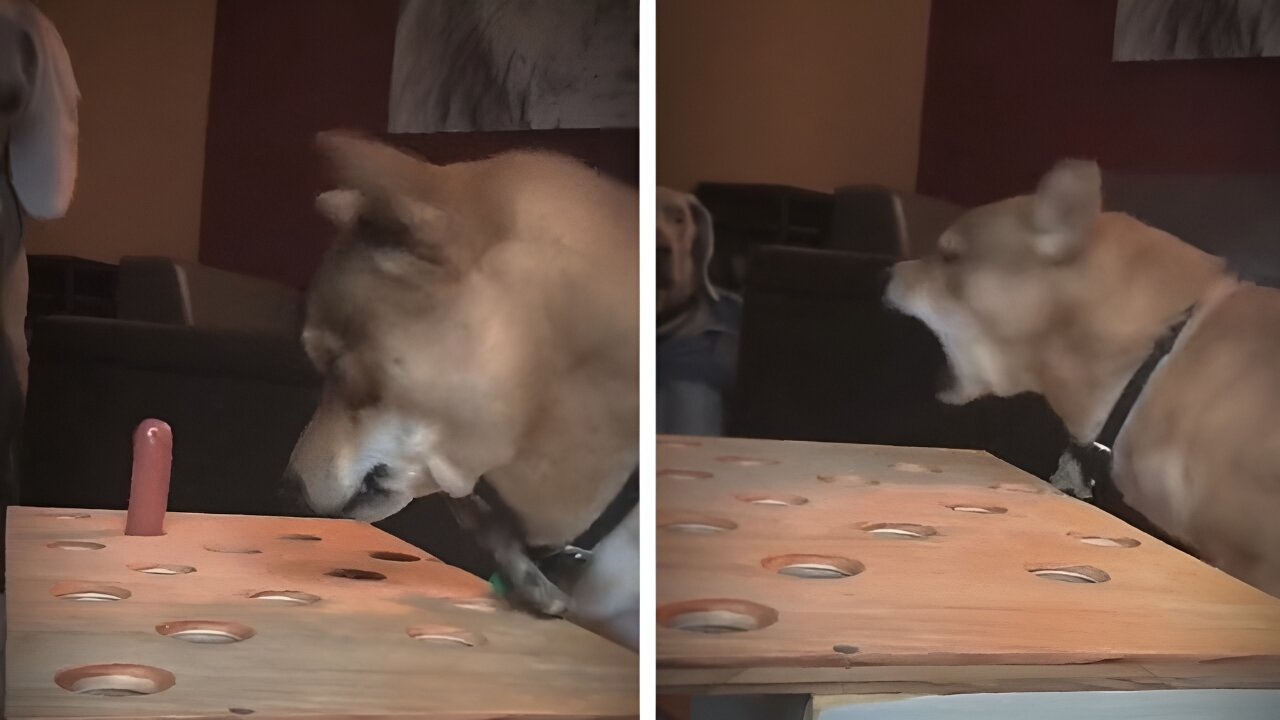 Dog play game & funny dog viral