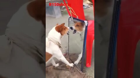 Dog Big confusion 😁😁😁😁😁 Funny Video - Dog Good Funny Video |#r150shorts |#youtubeshorts |#ytshorts