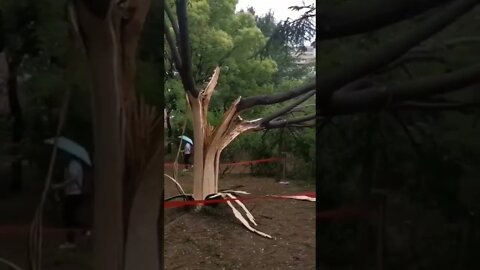 Thor destroyed the Tree