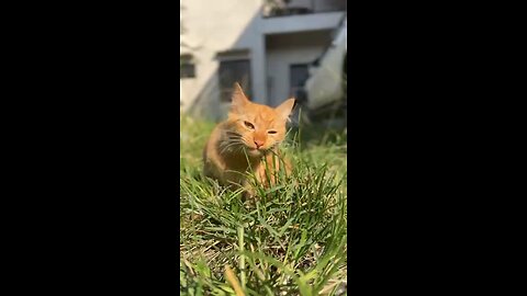 Wild cat