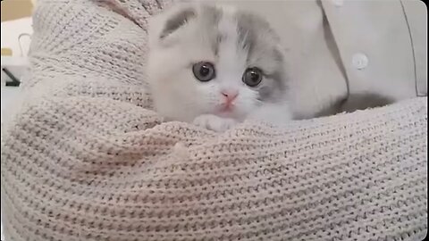 The Cutest Cat Video Ever!