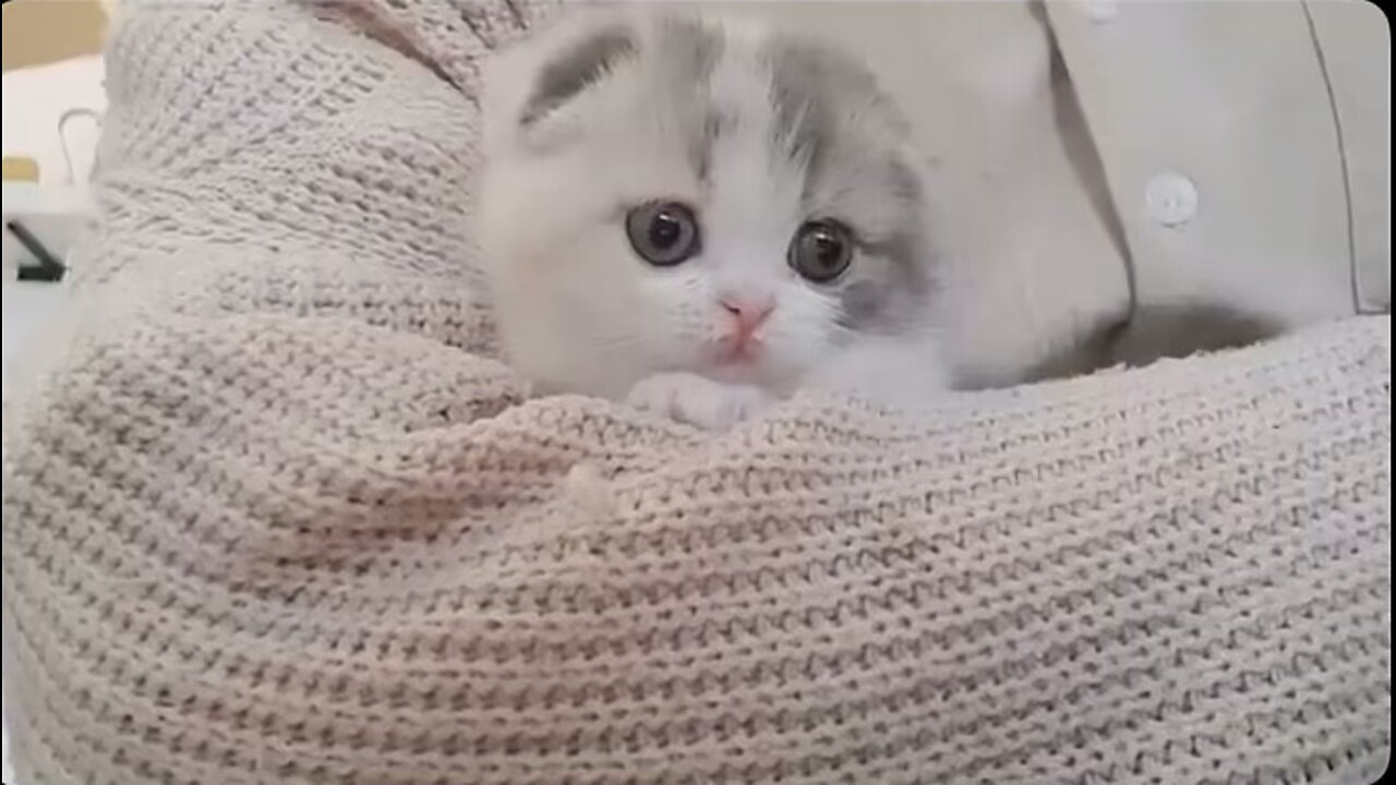 The Cutest Cat Video Ever!