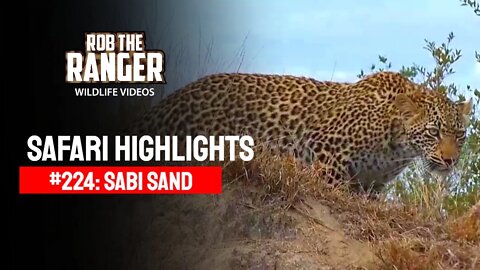 Safari Highlights #224: 29 - 31 July 2013 | Sabi Sand Nature Reserve | Latest Wildlife Sightings