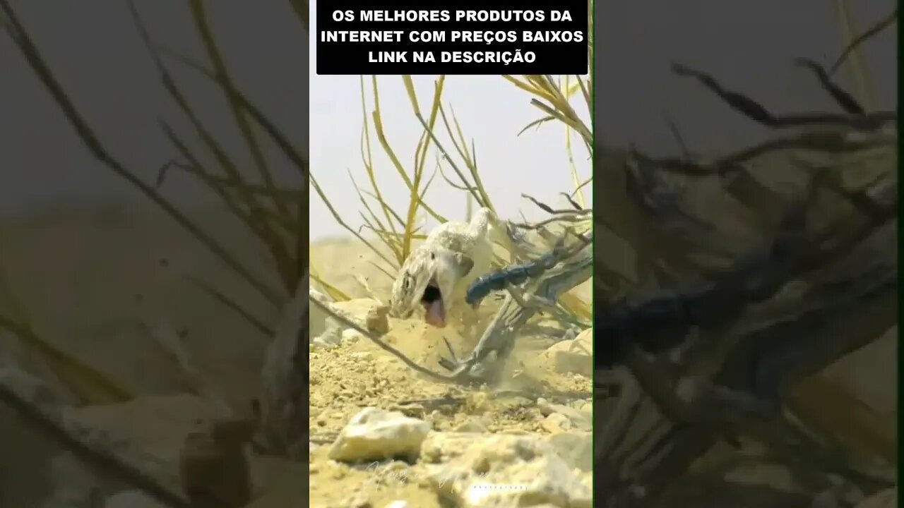 escorpião vs lagarto em câmera lenta