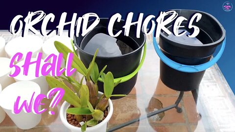 Patio makeover | Orchid Spring Shuffle | Watering | Fertilizing | #orchidchoresvlog