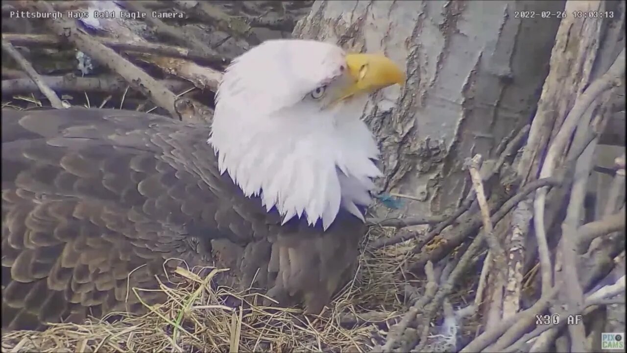 Hays Eagles Dad alerts of sub-adult intruder flying. Mom returns with minor injuries 2.26.22 12:22pm