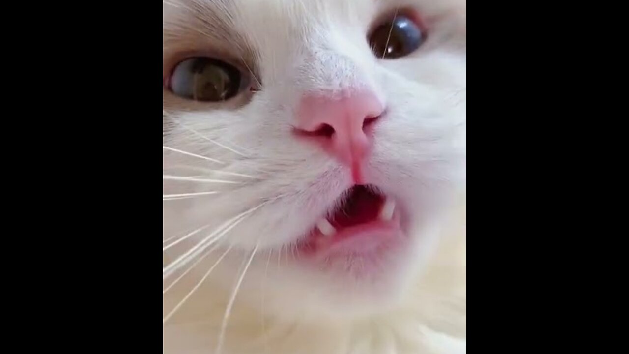 Cat 🐈 talking funny video