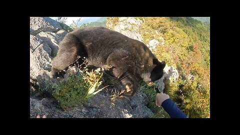 Bear attack 😩 She was brave