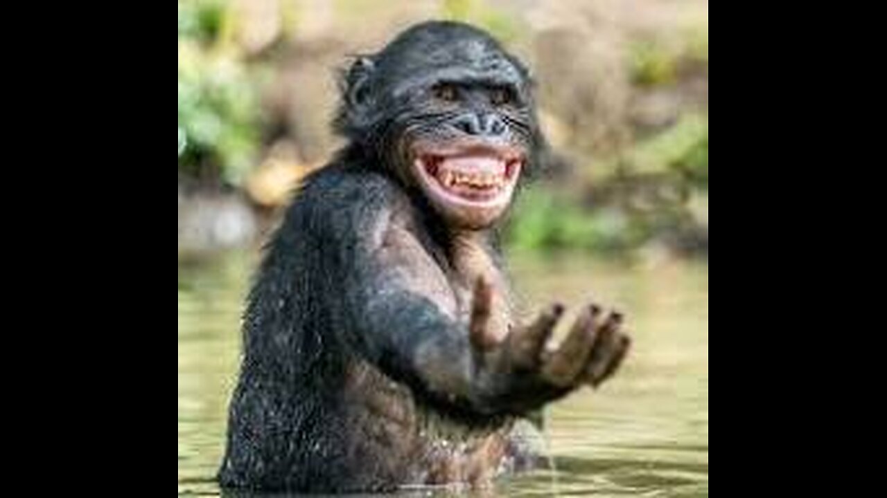 Funniest Monkey - cute and funny monkey videos