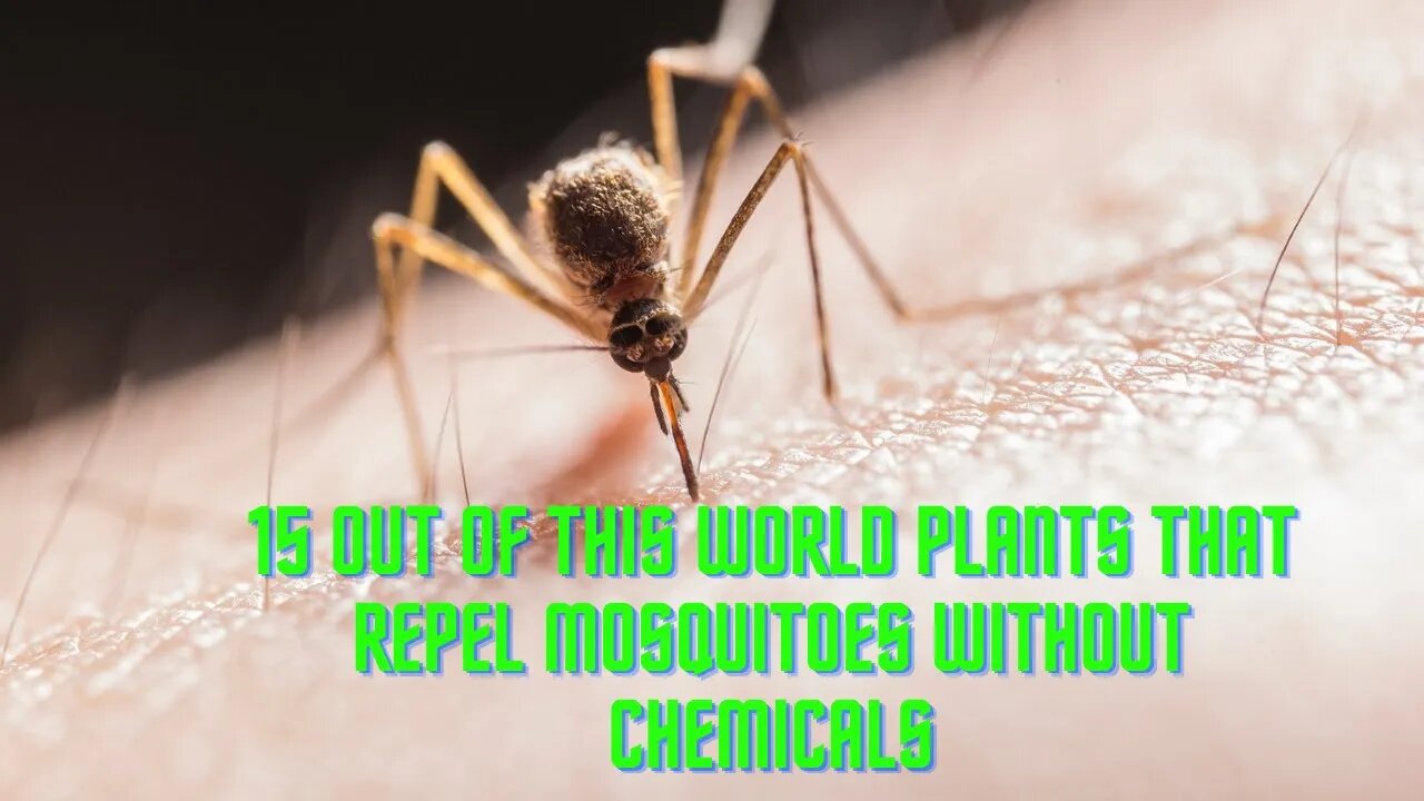 15 OUT OF THIS WORLD Plants That Repel Mosquitoes Without Chemicals