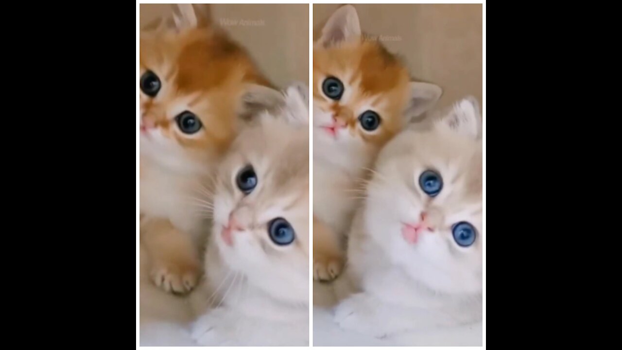 Very cute kittens For You Die From So Much Cuteness.