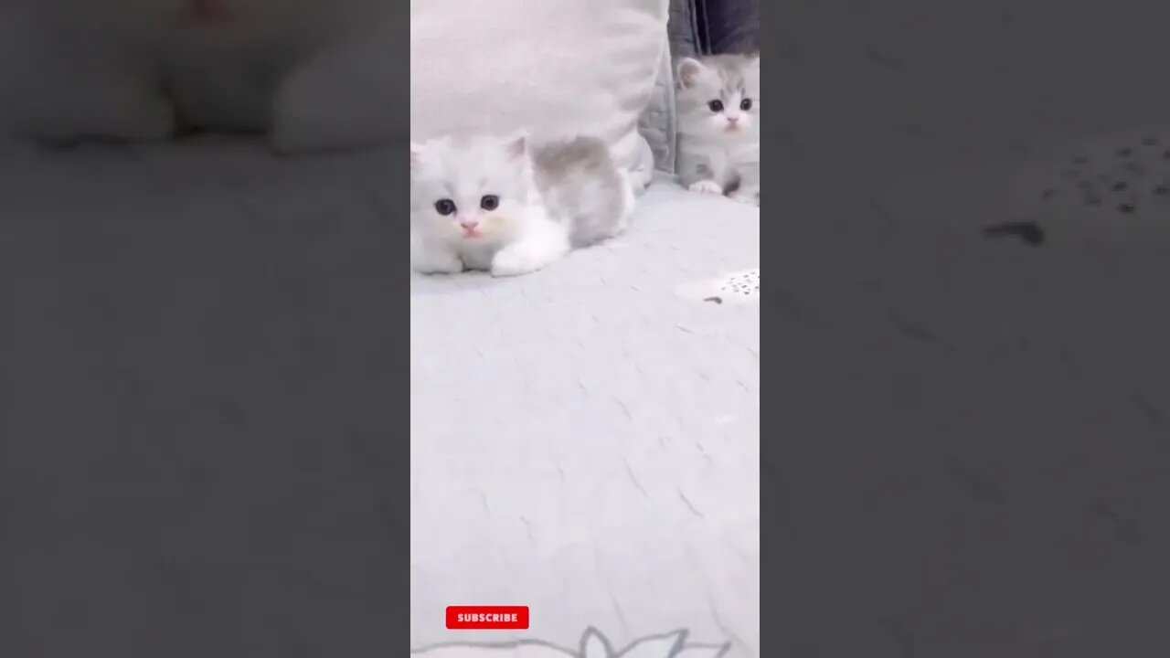 funny cat videos cute cat videos cute animals funny cats #shorts #shortsfunny #cutecat #funnycat