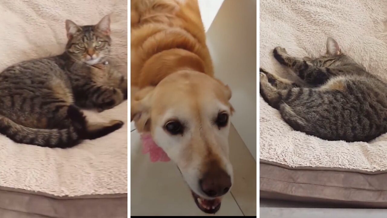 Dog Tries to Reclaim her Bed After Cat Stole It