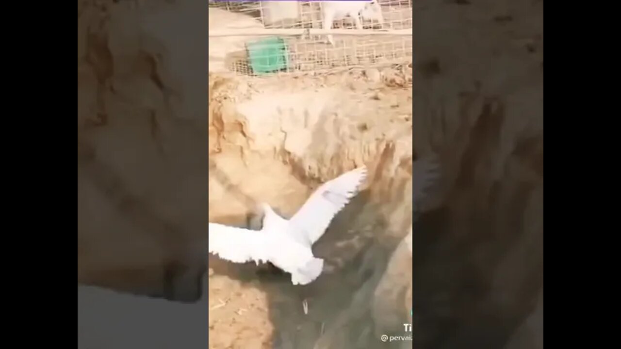 Puppy got nailed by bird 🤣🤣🤣