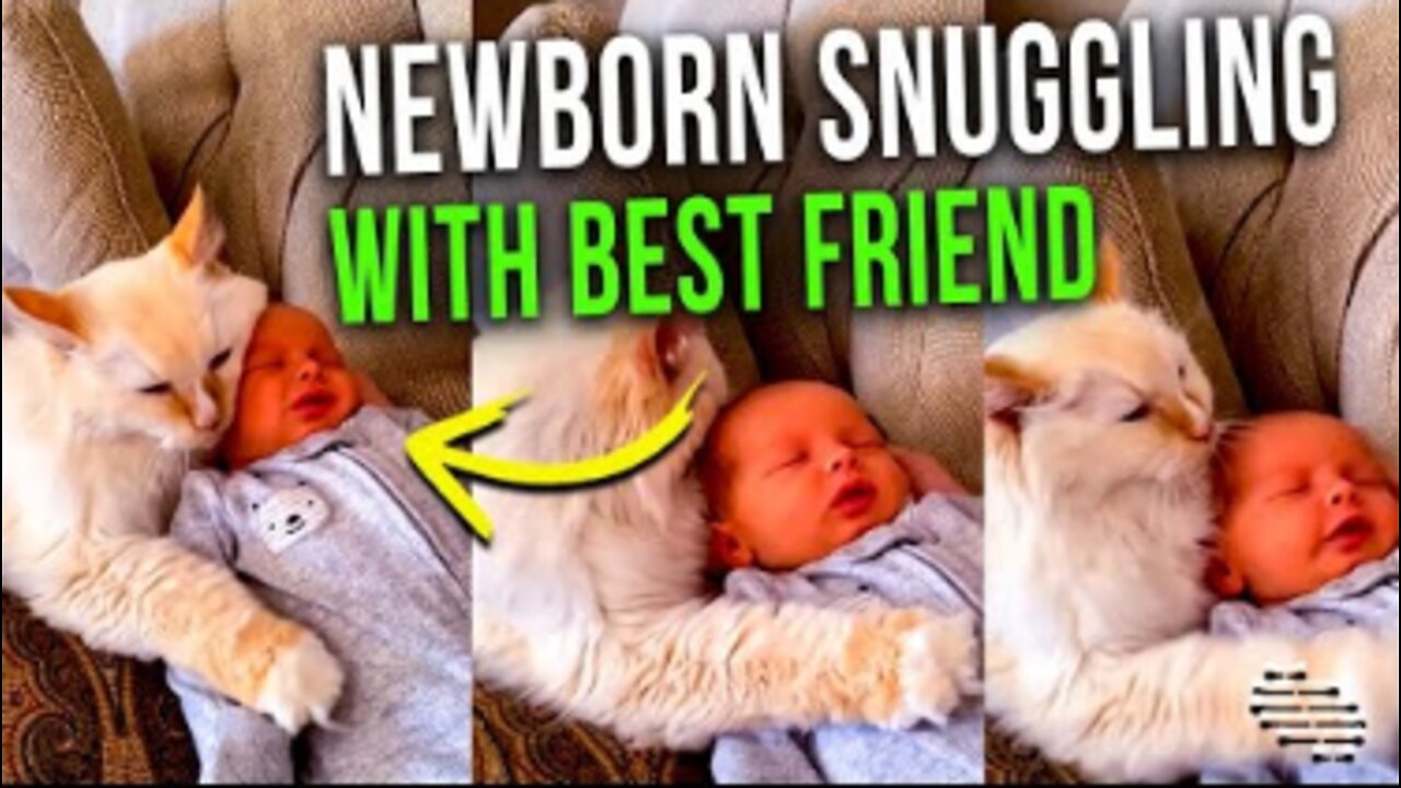 Newborn Snuggling With His Best Friend, House Cat, as They Lay Together Comfortable