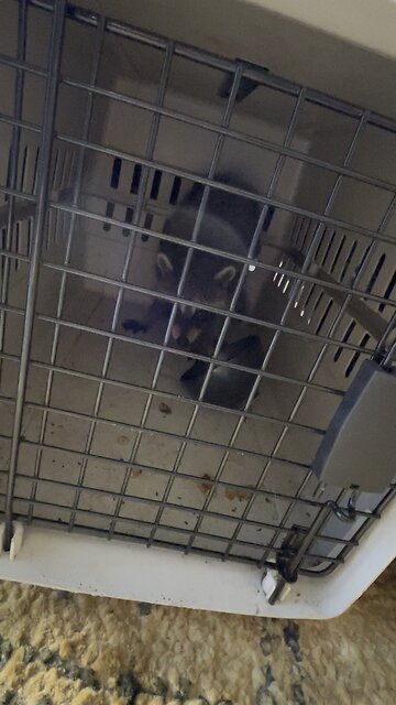 Raccoon Rescue‼️