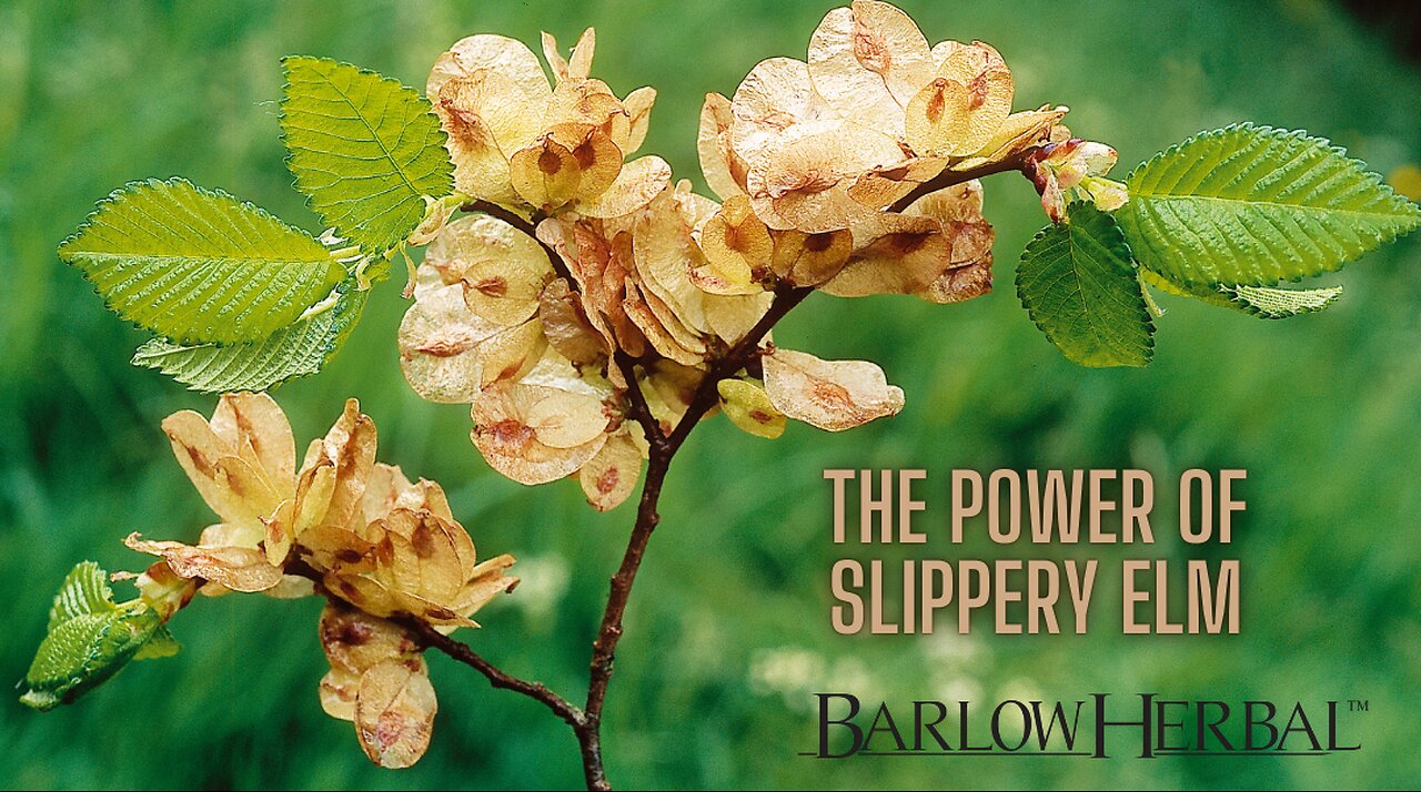 The Health Benefits of Slippery Elm