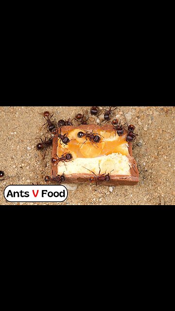 Ant Colony vs Snickers Time-Lapse #short