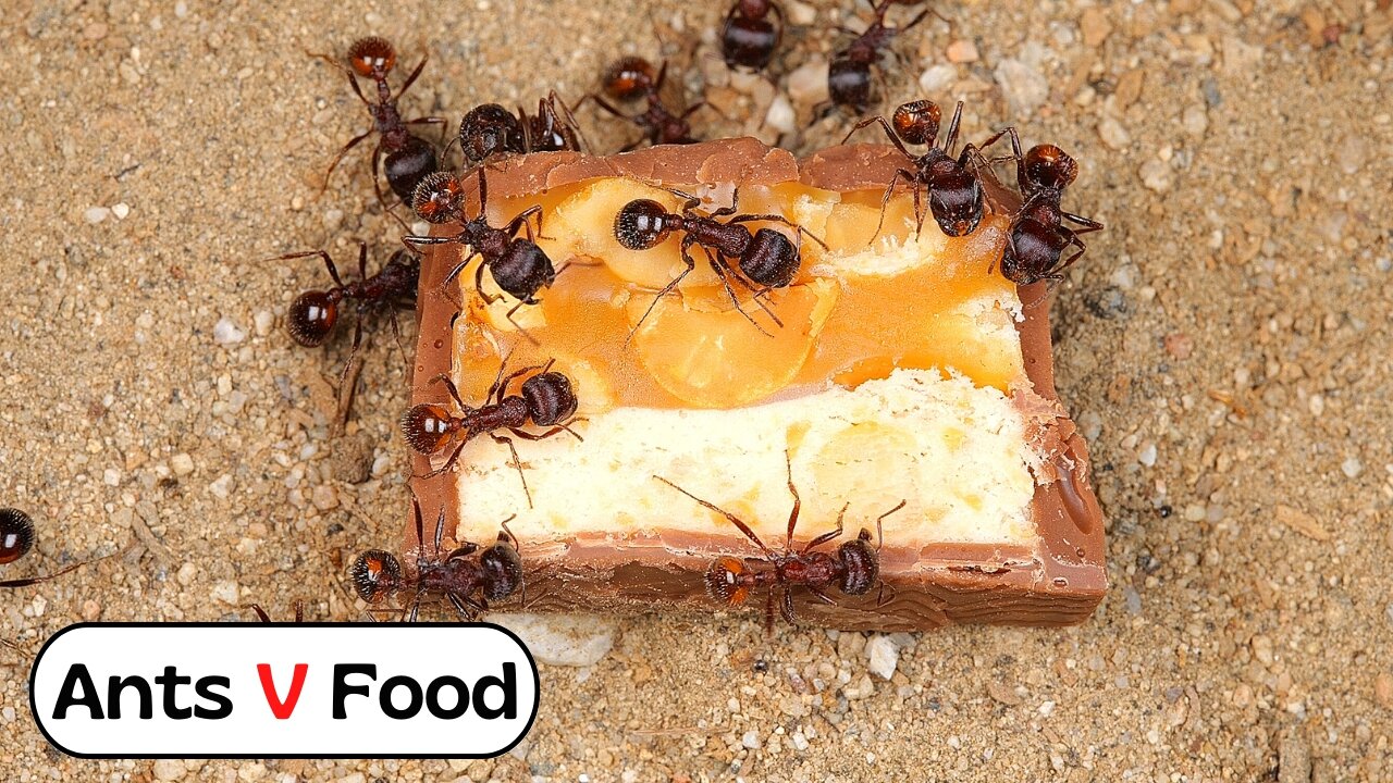 Ant Colony vs Snickers Time-Lapse #short