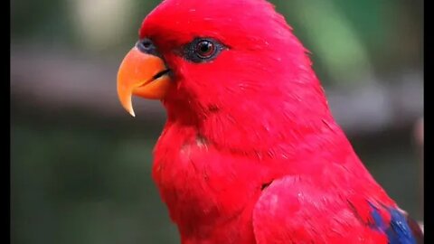 CONFIRA IMAGENS DOS PÁSSAROS MAIS EXUBERANTES QUE EXISTEM NA NATUREZA 🐦🦜