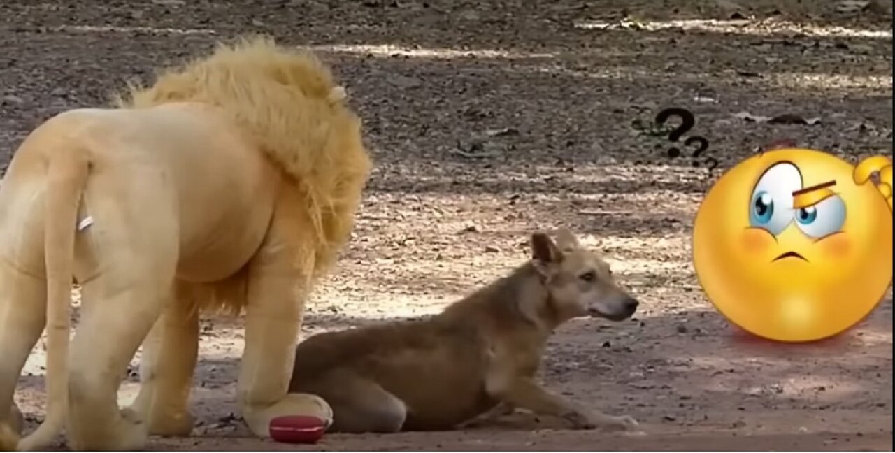 Troll Prank Dog Funny & fake Lion and Fake Tiger Prank
