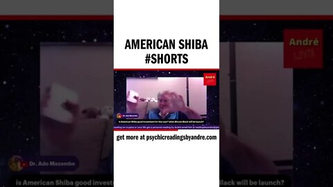 American Shiba #shorts