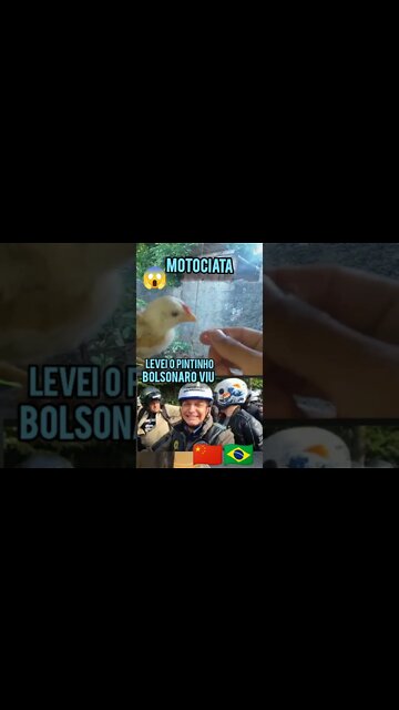 o Pintinho na motociata e Bolsonaro viu e riu Levei ele