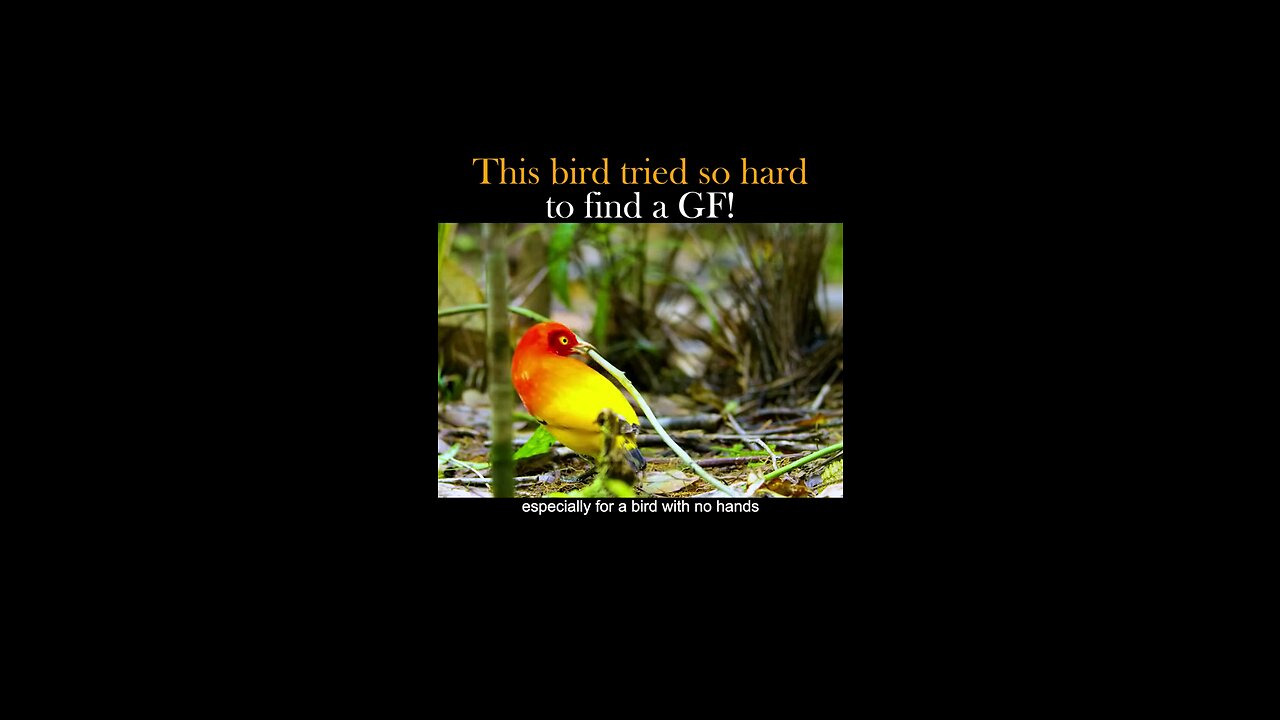 This bird tried so hard to find a gf #flamebowerbird #bird #animals #fyp