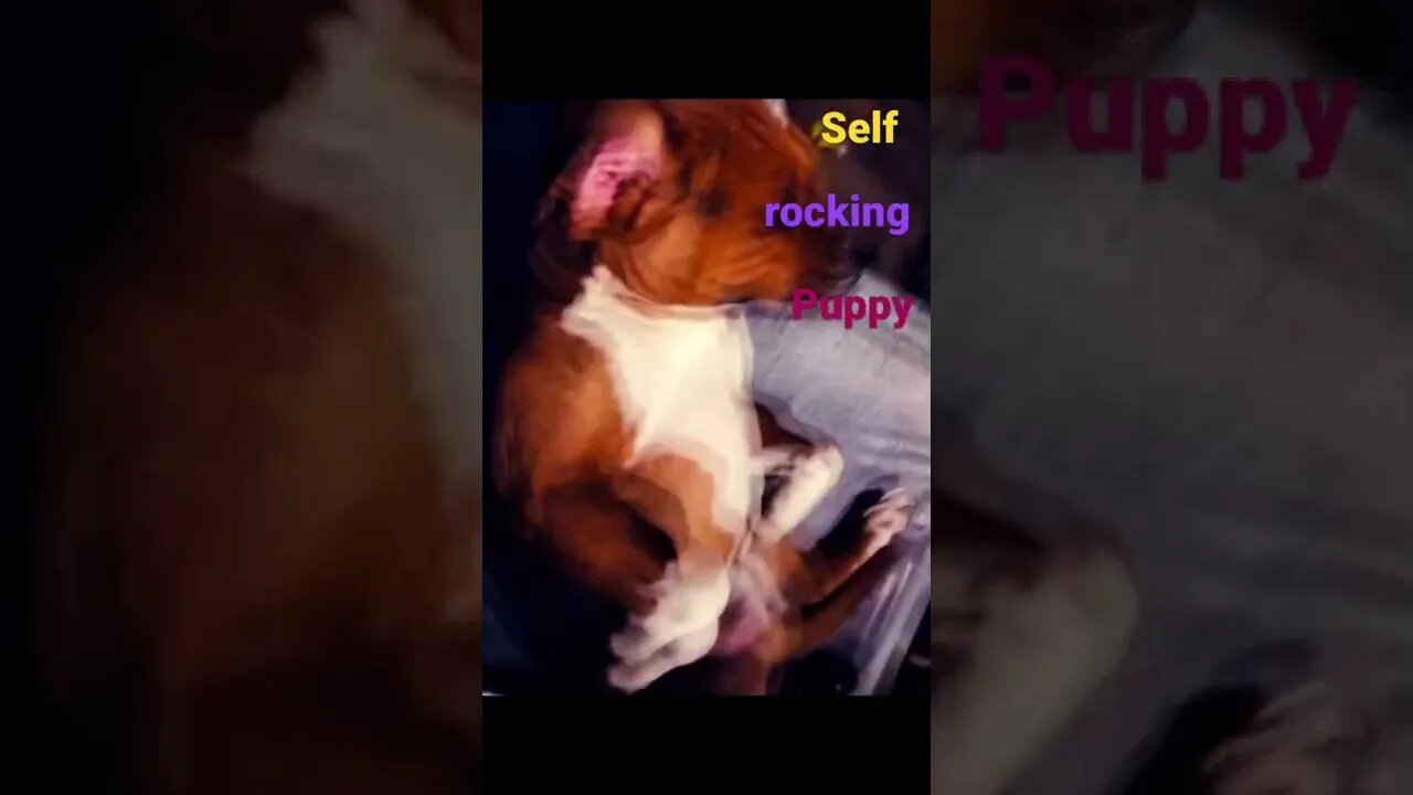 Self Rocking Puppy