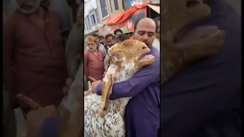 Bakra Juda Hotey Waqt Ro Para