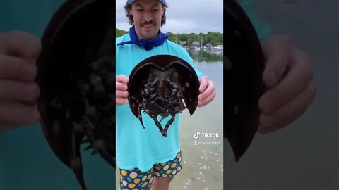 Horseshoe crabs are older than dinosaurs