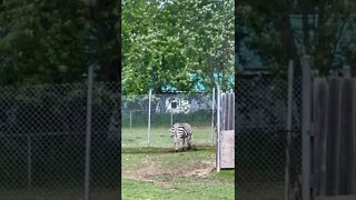 Zebras are really cool 🦓