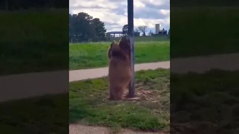 Scratch the back on pole 😂😂😂 #shorts #animallover #animals #shortsfeed