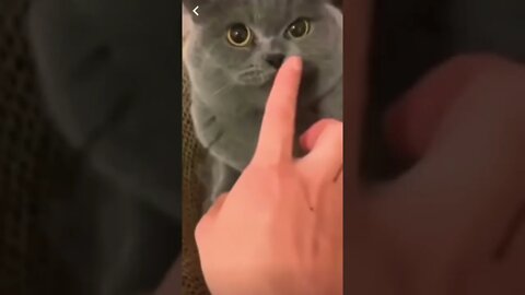Extreme funny cats - 2022 | #shorts | #viral | #funny
