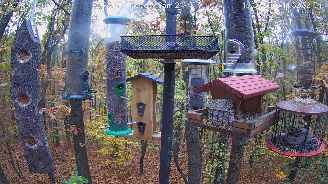 PA Bird Feeder 2 11:51 AM 11/30/2020