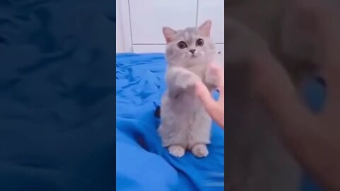 Gorgeous kitten video #shorts #cat #catlover #kitten