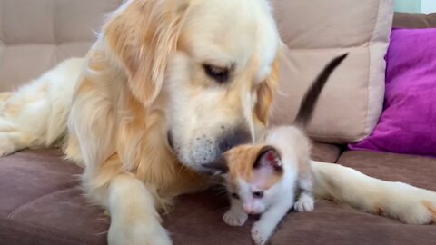 Golden Retriever and Kitten Play for the First Time!