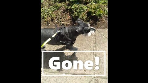 Going, Going, Gone! 🤣