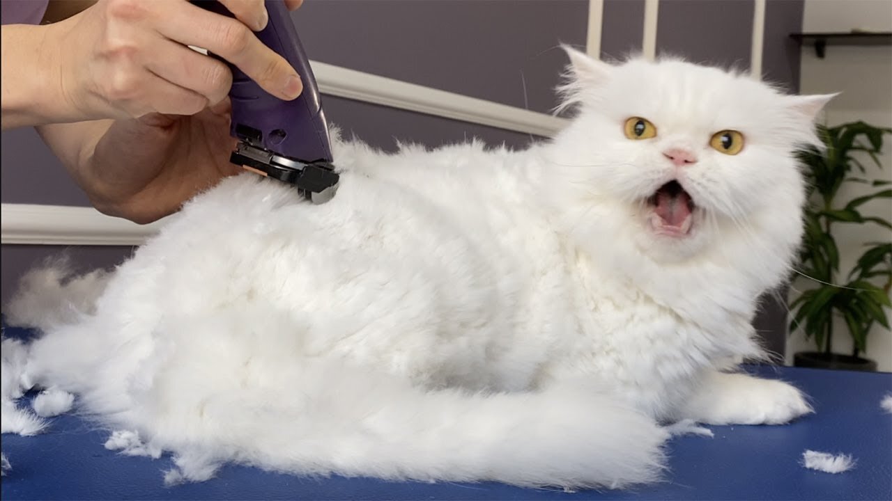 OMG!!! I CUT MY HAIR! 😱 bathing and grooming angry cat❤️🐱