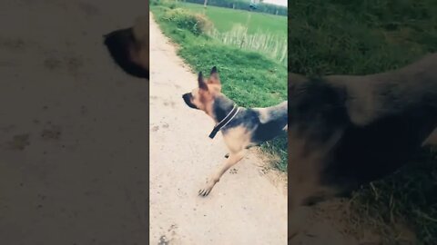 #ytshorts #rudrakrishna #dog #childwithdogfun #dogchildfun