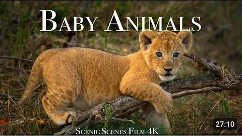 Baby animals